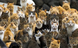 A Visit to Aoshima, a Japanese 'Cat Island'